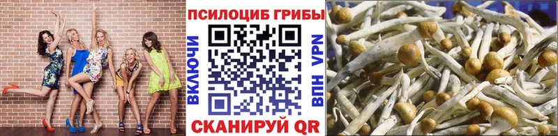 Псилоцибиновые грибы Cubensis цена Брянск